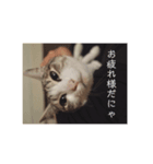 可愛い猫さまレオン（個別スタンプ：6）