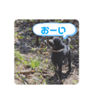 CHIYO Chan（個別スタンプ：8）