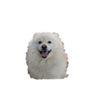 普通に猫と犬（個別スタンプ：1）