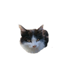 普通に猫と犬（個別スタンプ：2）