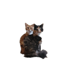 普通に猫と犬（個別スタンプ：4）