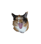 普通に猫と犬（個別スタンプ：5）