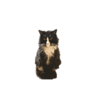 普通に猫と犬（個別スタンプ：7）