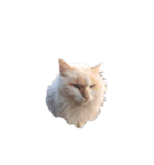 普通に猫と犬（個別スタンプ：8）