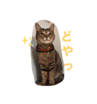 きなことくるみのスタンプ（個別スタンプ：1）