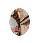 きなことくるみのスタンプ（個別スタンプ：2）
