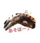 きなことくるみのスタンプ（個別スタンプ：5）