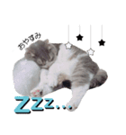 しらたまちゃん！（個別スタンプ：1）