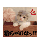 しらたまちゃん！（個別スタンプ：5）