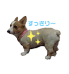 マロンちゃんの思い出3（個別スタンプ：5）