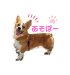 マロンちゃんの思い出3（個別スタンプ：6）