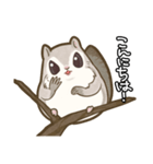 エゾモモンガさん（個別スタンプ：1）