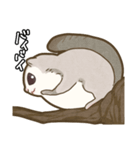 エゾモモンガさん（個別スタンプ：10）