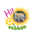 むさしくん(秋田犬)（個別スタンプ：2）