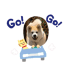 むさしくん(秋田犬)（個別スタンプ：3）