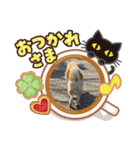 むさしくん(秋田犬)（個別スタンプ：6）