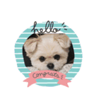 ミックス犬 ココちゃん（個別スタンプ：1）