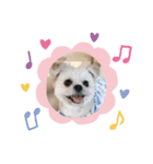 ミックス犬 ココちゃん（個別スタンプ：2）
