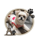 ミックス犬 ココちゃん（個別スタンプ：3）