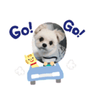 ミックス犬 ココちゃん（個別スタンプ：5）