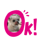 ミックス犬 ココちゃん（個別スタンプ：6）