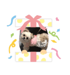 ミックス犬 ココちゃん（個別スタンプ：8）
