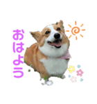 マロンちゃんの思い出2（個別スタンプ：1）