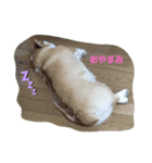 マロンちゃんの思い出2（個別スタンプ：2）