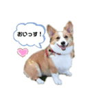 マロンちゃんの思い出2（個別スタンプ：7）
