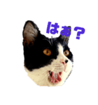 麦とホップ 猫（個別スタンプ：1）