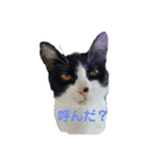 麦とホップ 猫（個別スタンプ：2）