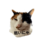麦とホップ 猫（個別スタンプ：3）