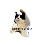 麦とホップ 猫（個別スタンプ：4）