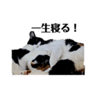 麦とホップ 猫（個別スタンプ：6）