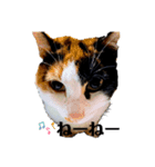 麦とホップ 猫（個別スタンプ：7）