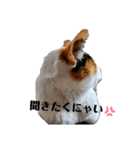 麦とホップ 猫（個別スタンプ：8）
