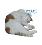 にゃんスタ‼️（個別スタンプ：1）