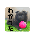 かぶのすたんぷ（個別スタンプ：1）