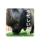 かぶのすたんぷ（個別スタンプ：2）