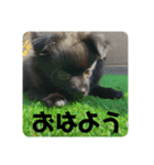かぶのすたんぷ（個別スタンプ：3）