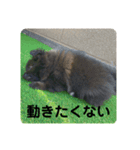 かぶのすたんぷ（個別スタンプ：4）