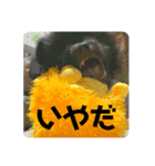 かぶのすたんぷ（個別スタンプ：6）