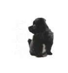 かぶのすたんぷ（個別スタンプ：9）