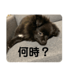 かぶのすたんぷ（個別スタンプ：11）