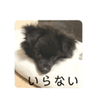 かぶのすたんぷ（個別スタンプ：15）