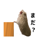 アルビノハリネズミのシロちゃん（個別スタンプ：1）