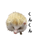 アルビノハリネズミのシロちゃん（個別スタンプ：3）