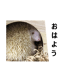 アルビノハリネズミのシロちゃん（個別スタンプ：5）