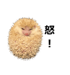 アルビノハリネズミのシロちゃん（個別スタンプ：8）
