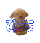 イッヌのすたんぷ（個別スタンプ：7）